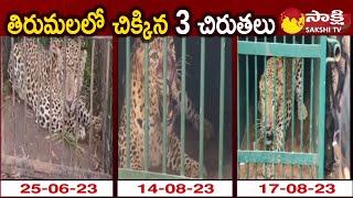 Tirumala లో దొరికిన 3 చిరుతలు | Three Leopard Captured in Tirumala | Tiger | Cheetah |@SakshiTV