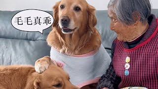 Golden retriever Doudou knows how to take care of her grandmother, and she will always be the best❤️