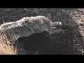 Coyote Trapping