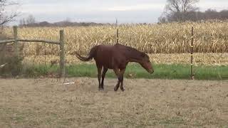 Horses' 1st Time Out After Being in For a Week due to Artic Blast