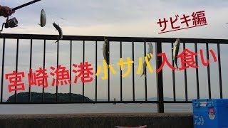 【三河・宮崎漁港サビキ釣り】2020年6月16日、宮崎漁港にサビキ釣りに行きました。小サバが入食いでした！！