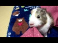 初めてのモルモット飼育　【今日の禿丸　禿丸のマイブーム】　 first of guinea pig breeding 25