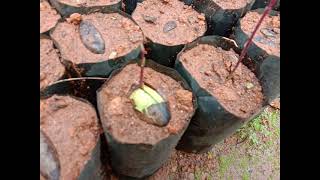 Saraca asoca, The Ashoka tree seeds germination.