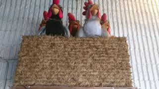 Singing Chickens Chick N Mation Hello My Barnyard Pal