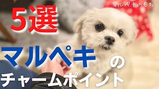 マルペキ・ペキマル(ミックス犬)のかわいいチャームポイント5選【マルチーズ×ペキニーズ】