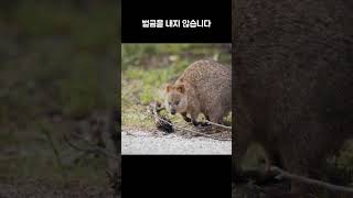 #쿼카#호주#행복한동물#Quokka