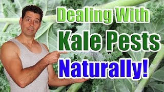 Dealing with Common Kale Pests Naturally (Caring for Kale Plants in the Garden)