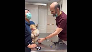 pomeranian dog scared of injection