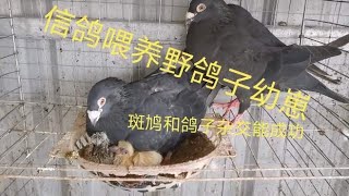 信鸽喂养野鸽子幼崽两天没看喂得不错，斑鸠和鸽子杂交又进了一步