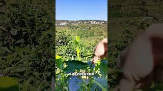 人生就像壹杯茶，不會苦壹輩子，綠水青山 歡迎茶友來做客！# 普洱茶 # 冰島茶# 茶友可以加我微信:zj4867，免費領取茶葉和玩茶知識手冊#以茶會友