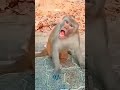 crow 🐧💞 u0026 monkey 🐒 funny 🤣 funnyvideos crow monkey viral video funny cute shorts