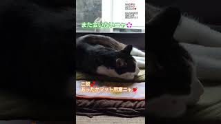 寒い雨も降ったニャがみんなは大丈夫か❓ニャ😸本日19時ニャ🐾僕の秘密基地ニャの巻を配信開始ニャ😻🐾🍀物置倒れて良かったニャ🙄悪い事もプラスに働いたニャね😹お休み返上して対策ニャ～🦁