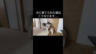 ハスキー犬をストーカーする猫がかわいい...#shorts