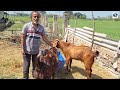 8 महीने में 5 लाख की कमाई बकरी पालन से goat farming in india bakri palan