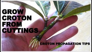 How to Grow Croton From Cuttings ( FAST \u0026 EASY )