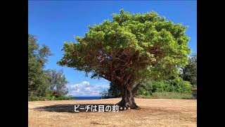 世界自然遺産『奄美大島・徳之島』　鹿児島県伊仙町町喜念のリゾート用地　　直接海岸に接する910坪のリゾート用地