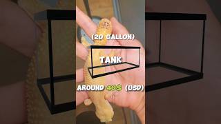 How Much Does It Cost To Set Up A Leopard Gecko Enclosure?