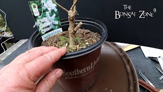 Repotting My Cotoneaster and Gardenia, Part 2, The Bonsai Zone, March 2022