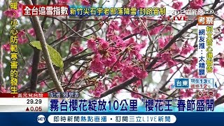 霧台櫻花綻放! \