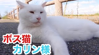 港のボス猫カリン様‼️これだけの体格を保つには別メニューをガッツリと Ferocious cat