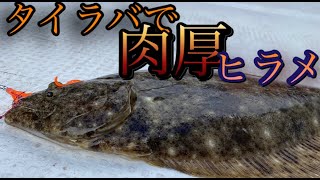 【速報】瀬戸内海のタイラバ状況!タイラバで肉厚ヒラメがHIT!!