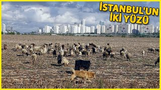 İstanbul'un İki Yüzü, Gökdelenler Arasında Otlayan Hayvanlar