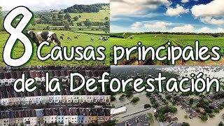 8 Causas Principales De La Deforestación Y La Tala De Árboles