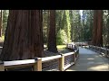 Yosemite's Mariposa Grove with giant sequoia trees reopens to public