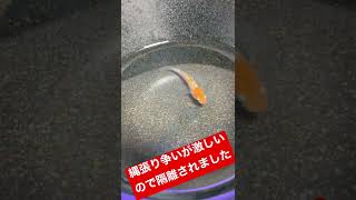 【メダカ】縄張り争いの結果