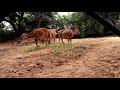 the largest asian antelope nilgai at the bannerghatta biological park