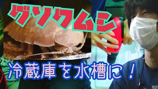 冷蔵庫を改造して深海の生き物を飼ってみた！(オオグソクムシ)