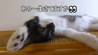 目を開けたまま寝る猫