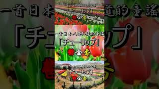 好聽的日本童謠「チューリップ（鬱金香）」中文、日文雙語唱