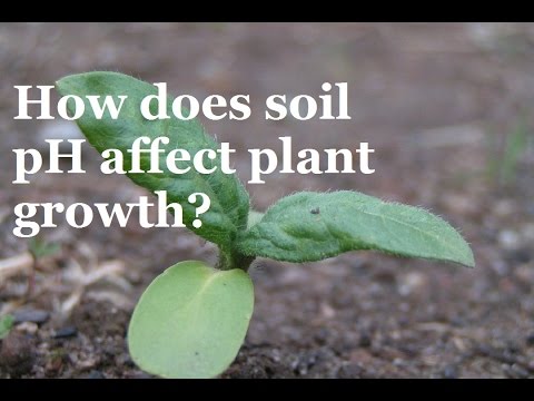 How does pH affect the Growth of Plants? How does pH affect the Growth of Plants?