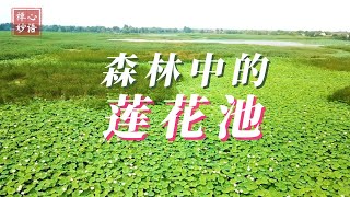 🌈【禅心妙语】森林中的莲花池