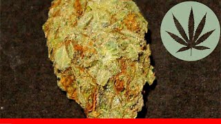 Alice In Wonderland - All About This Strain