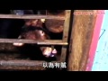 蘋果日報 20110620 聰明乳牛用條脷開鎖偷食