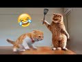 Funniest Cats and Dogs 🐶🐱 | Funny Animal Videos #35