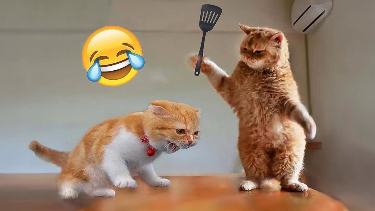 Funniest Cats And Dogs рџђ рџђ Funny Animal Videos 35 вђ Housepetscare