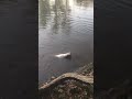 BIG STRIPER ON THE SACRAMENTO RIVER