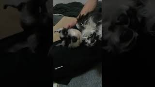 S 飼い主の膝で白目で寝る犬 #Shorts