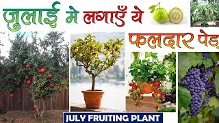 जुलाई में लगाइये ये फलों के पेड़ || Grow These fruit Plant in July