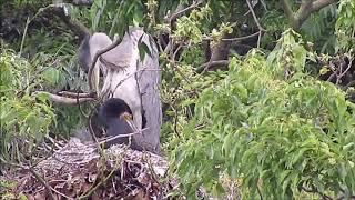 鷺、鵜の子育て山