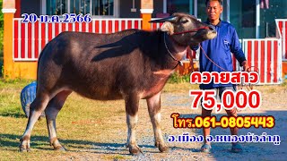 20 ม.ค.2566 เปิดราคาควายงาม ลูกสาวจ้าวช้างเผือก สูง133 เปิด75 คะแนน โทร.061-0805443