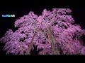 miharu takizakura 1000 years old cherry tree in fukushima