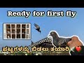 Pattas are ready to fly ￼||Prince loft || baby Pigeon, first fly explanation in Kannada🕊️❤️￼