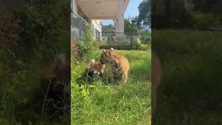 小熊貓寶寶同老虎寶寶￼一起生活 #redpanda #小熊貓 #老虎 #cuteanimals #tiger #cubs #whelp