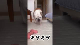 箱根の朝🌅キタキタ動画🐶🎍#shots #ブルドッグ #犬のいる暮らし