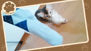 子猫のにゃっち、初めての靴下遊び \