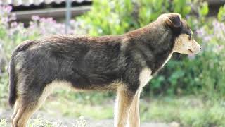 広島県の野良犬　農村の犬